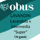 Lavandin