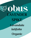 Lavender, Spike