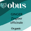 Ginger